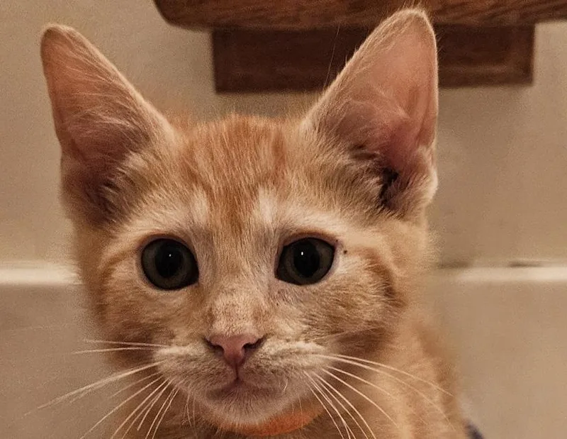 A young small-sized male Domestic Short Hair cat named Carlos for adoption in Columbus, IN