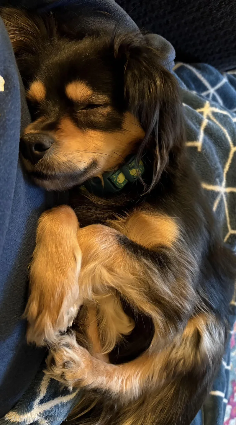 A young small-sized male Black Papillon dog named Remy for adoption in Burlington, WA