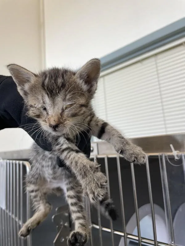 A baby small-sized male Domestic Short Hair cat named Kobe for adoption in Victorville, CA