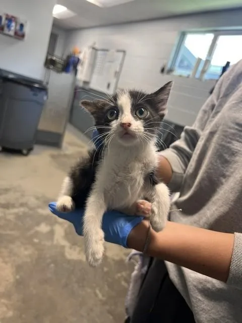 A baby small-sized female Domestic Short Hair cat named Sandy for adoption in Tallahassee, FL