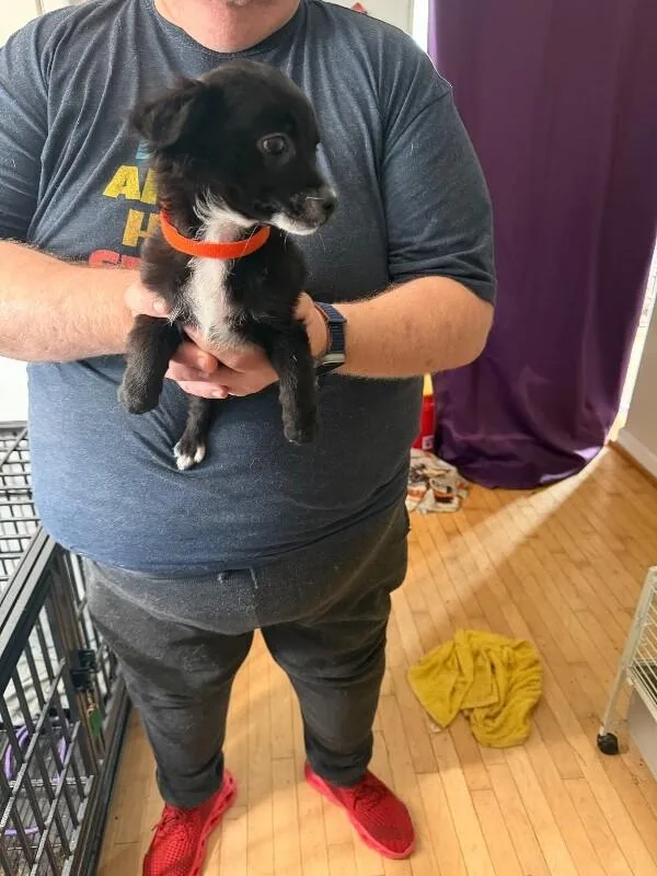 A baby small-sized female Black Chihuahua dog named Red Fish for adoption in Partlow, VA