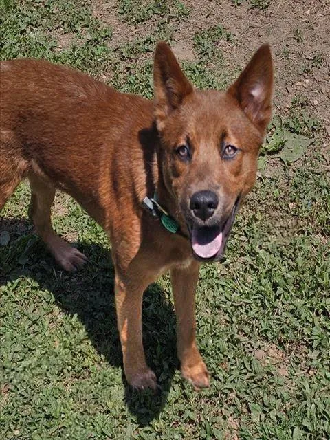 A young medium-sized male Red / Chestnut / Orange Mixed Breed dog named Mushu for adoption in Nashville, TN