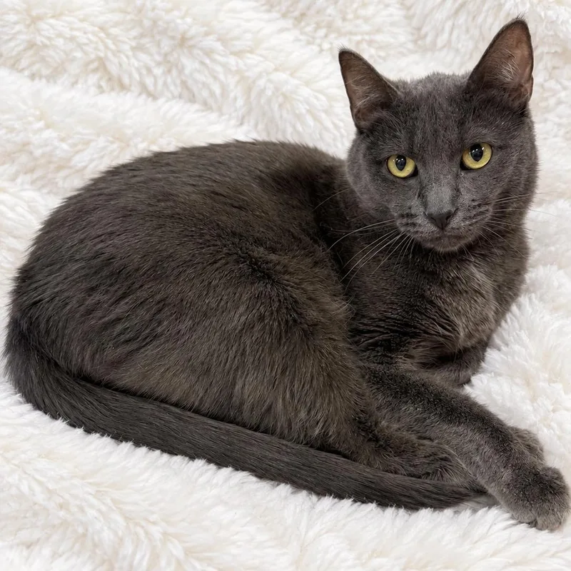 A young medium-sized female Gray / Blue / Silver Russian Blue cat named LA Beauty for adoption in Glendora, CA