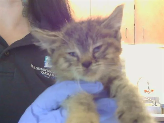 A baby small-sized female Domestic Short Hair cat named Harper for adoption in Sacramento, CA