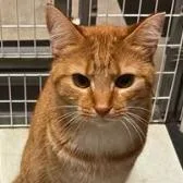 An adult small-sized female Domestic Short Hair cat named Gabby for adoption in Monticello, IL