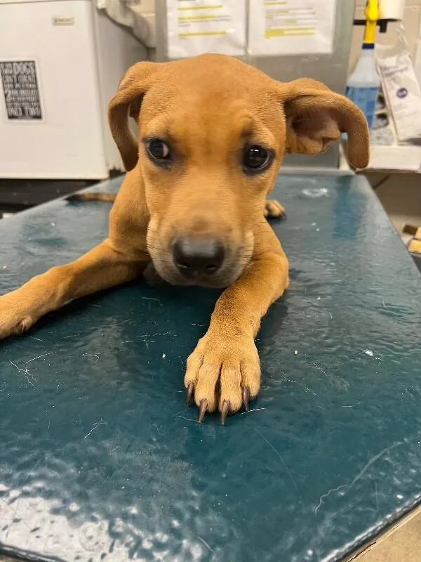A young medium-sized female Brown / Chocolate Mixed Breed dog named Dusty for adoption in Mobile, AL