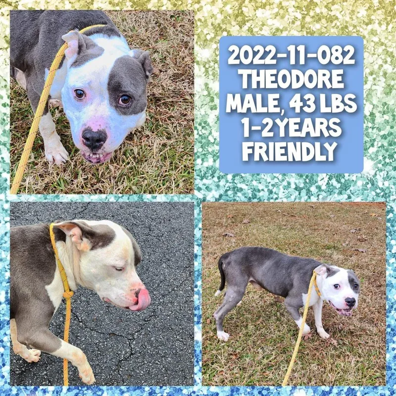 An adult medium-sized male Pit Bull Terrier dog named Theodore for adoption in Winder, GA
