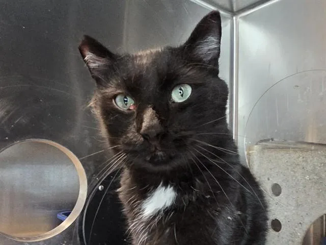An adult medium-sized male Domestic Short Hair cat named Magic for adoption in Martinez, CA