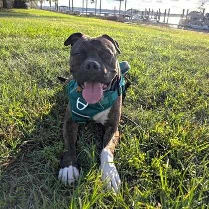 An adult large-sized male Mixed Breed dog named Bowie for adoption in Savannah, GA