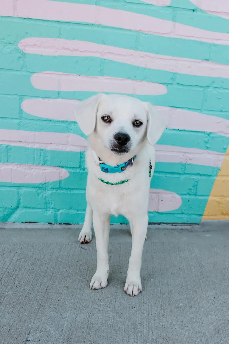 A young small-sized male White / Cream Pug dog named Sammy for adoption in Waxhaw, NC