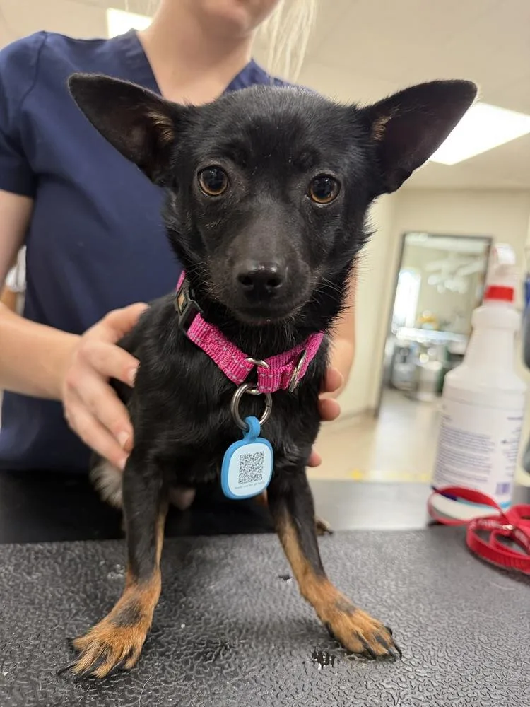 A young small-sized female Terrier dog named Twizzler for adoption in Vancouver, WA