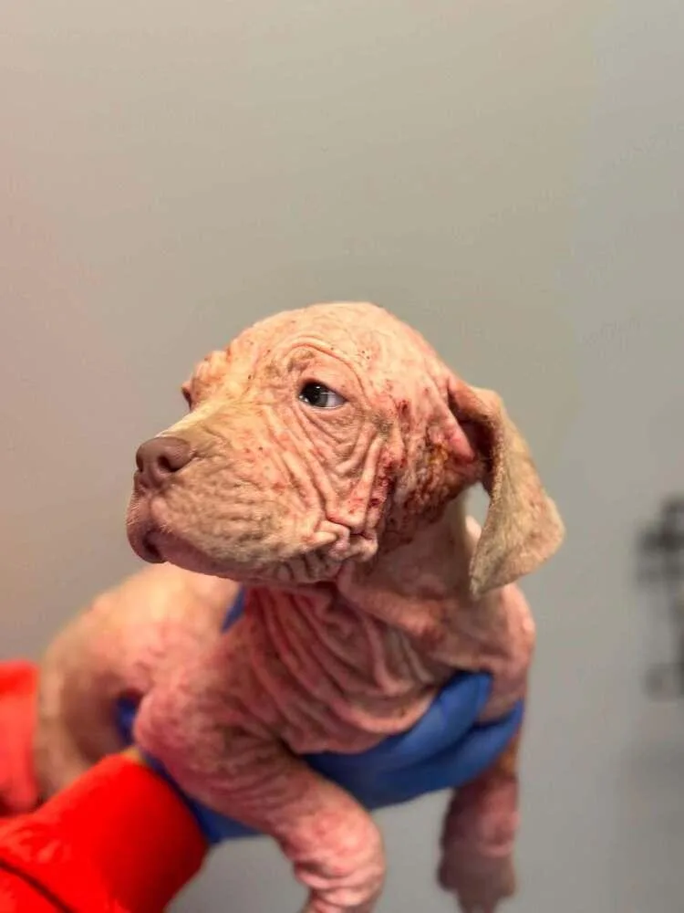 A baby medium-sized male Pit Bull Terrier dog named Dustin for adoption in New York, NY