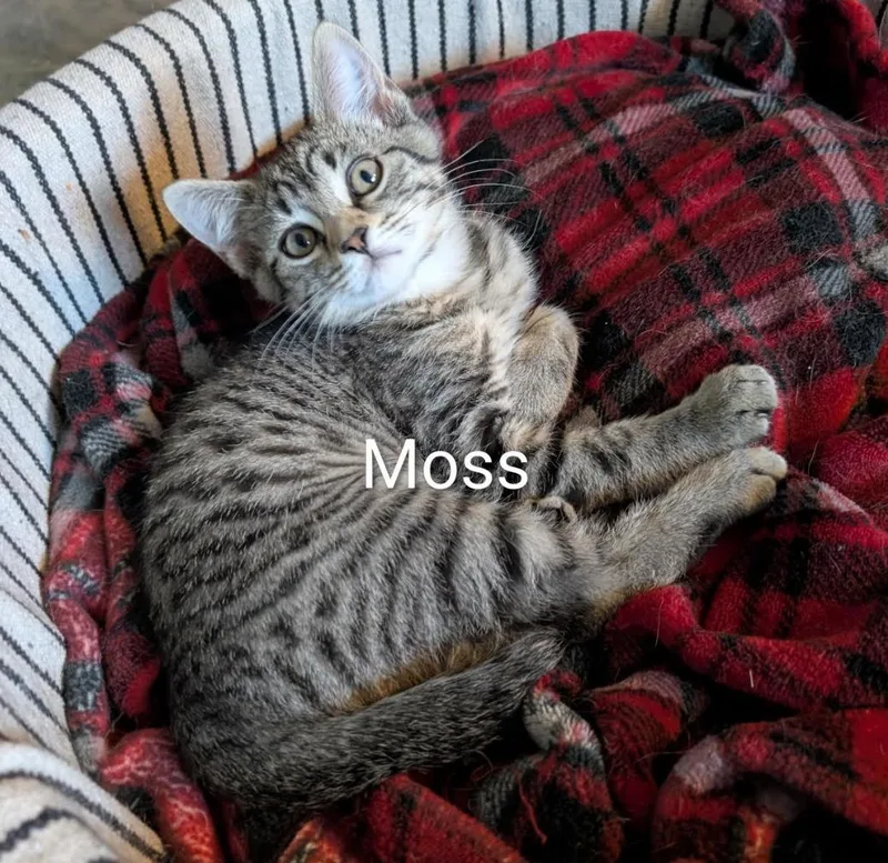 A baby medium-sized female Tabby (Buff / Tan / Fawn) Domestic Short Hair cat named Moss for adoption in Cincinnati, OH