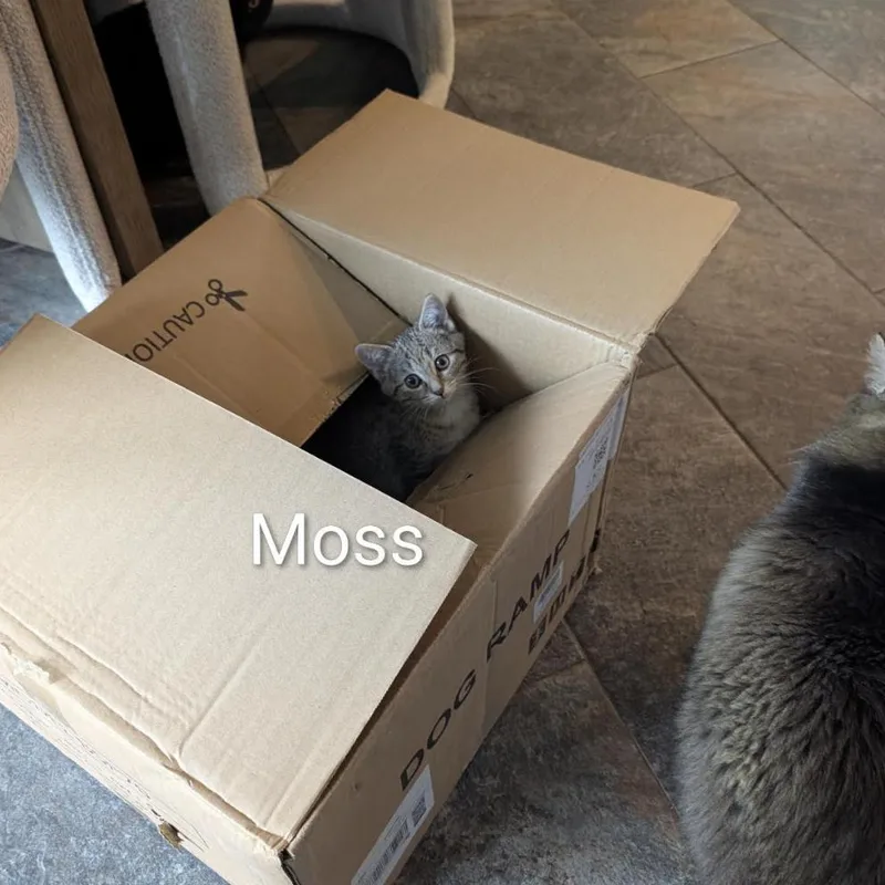 Moss thumbnail 2