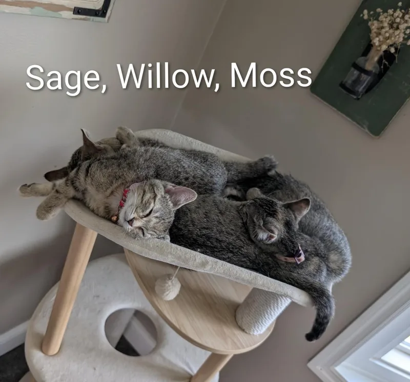 Moss thumbnail 3