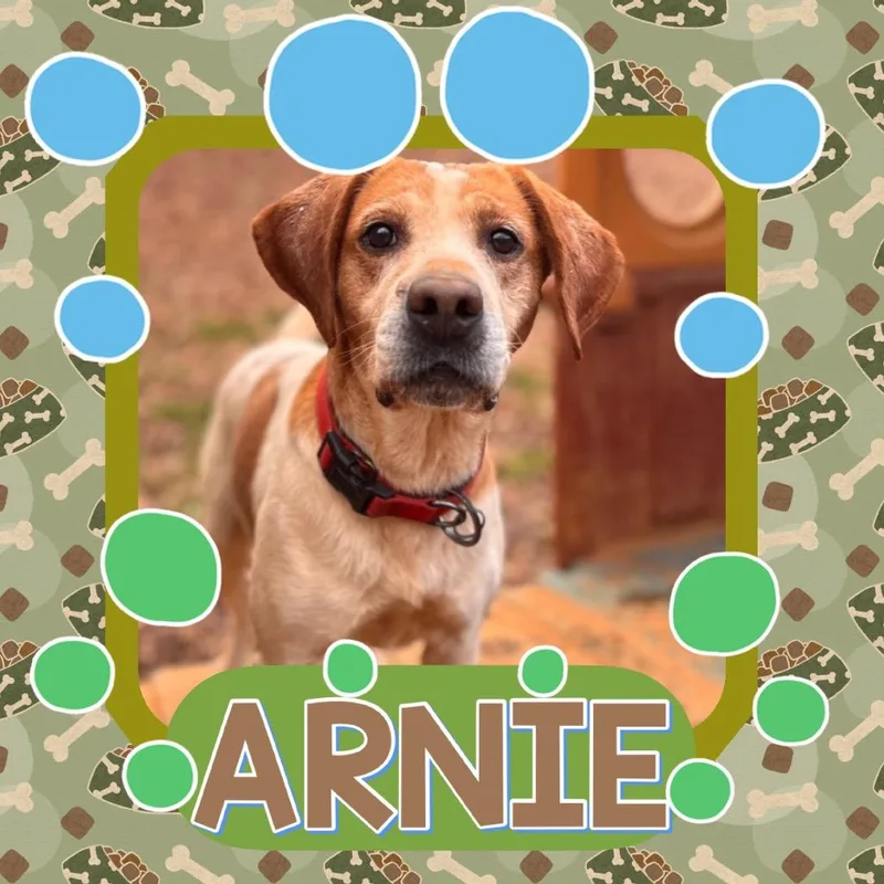 A senior medium-sized male Red / Chestnut / Orange Beagle dog named Arnie for adoption in Rocky Mount, VA