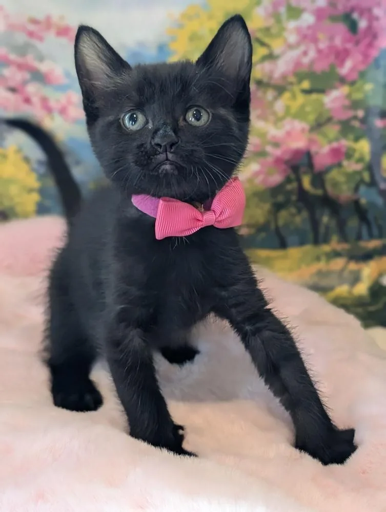 A baby small-sized female Domestic Short Hair cat named Chia for adoption in Fremont, CA