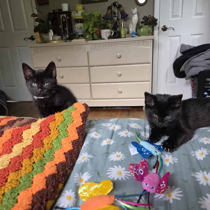 A baby medium-sized female Black Domestic Short Hair cat named Sprite for adoption in Fort Oglethorpe, GA