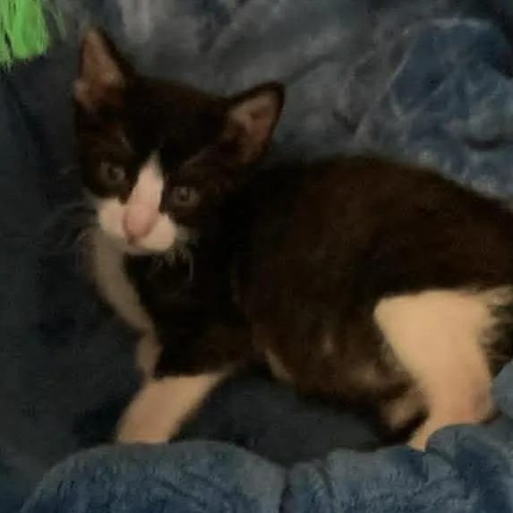 A baby small-sized male Black Domestic Short Hair cat named Montag for adoption in Colorado Springs, CO