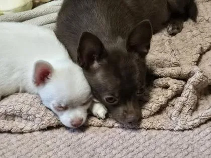 A baby small-sized female Mixed Breed dog named Flour for adoption in Hobart, IN
