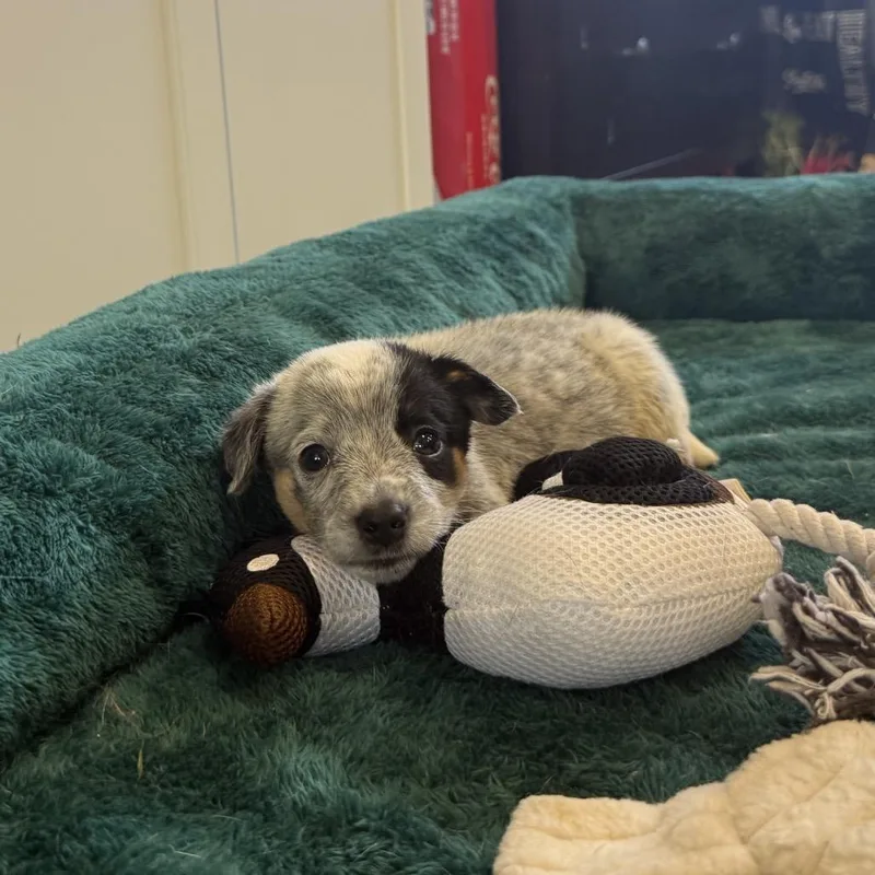 A baby medium-sized male White / Cream Labrador Retriever dog named Wheels for adoption in Medford, NJ