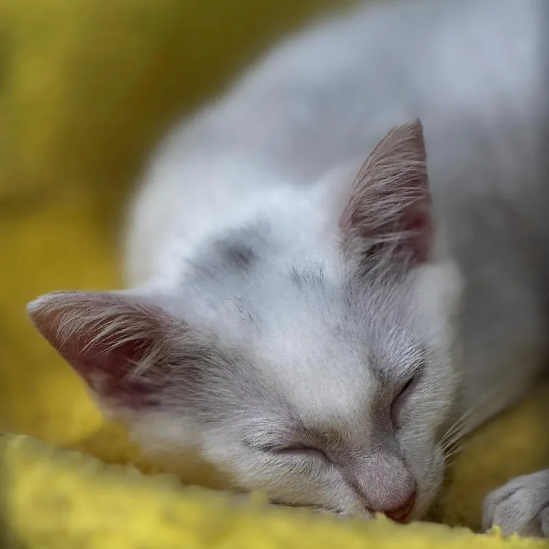 A baby small-sized male White Domestic Short Hair cat named Smudge for adoption in Bradenton, FL
