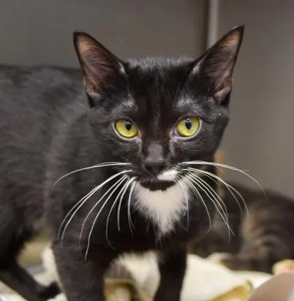 A baby small-sized male Black Domestic Short Hair cat named Shane for adoption in Atlanta, GA
