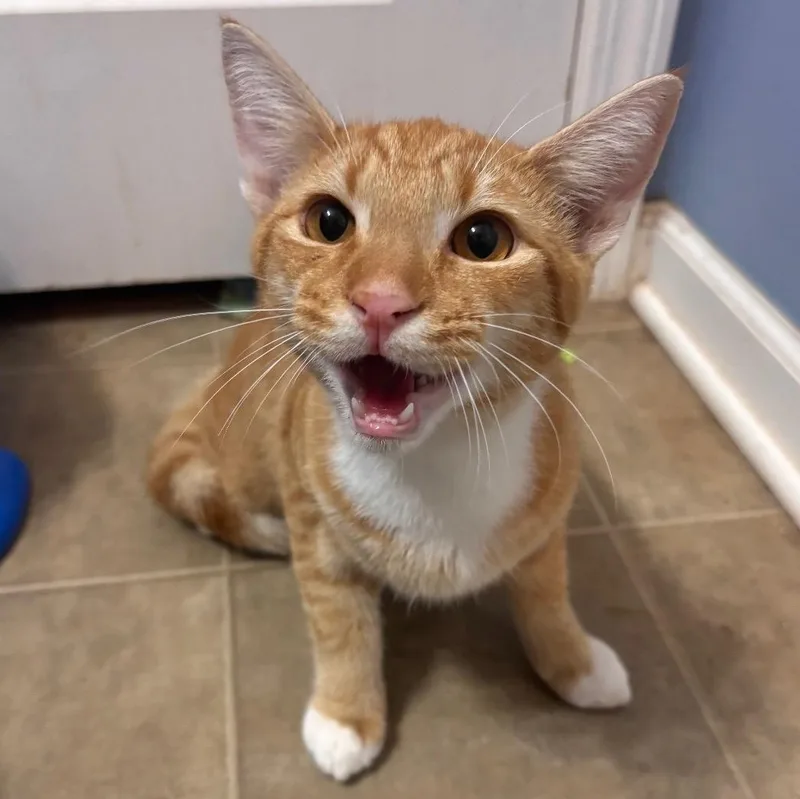 A baby medium-sized male Tabby (Orange / Red) Tabby cat named Fanta for adoption in Columbia, SC