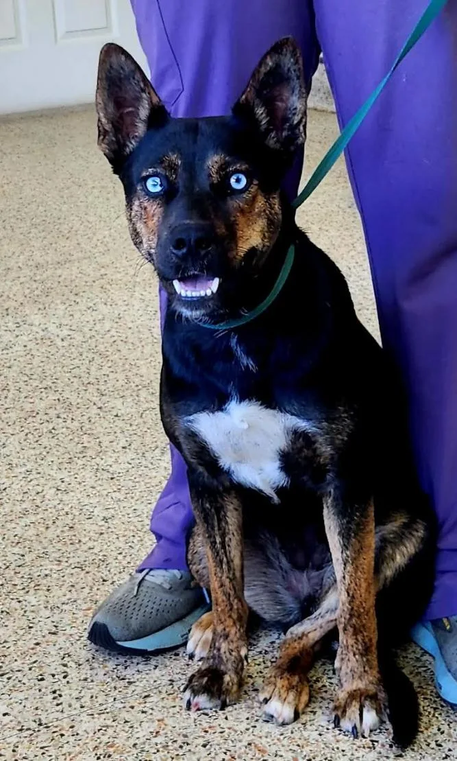 A young medium-sized female Black Australian Cattle Dog / Blue Heeler dog named Skye for adoption in Washington DC, DC