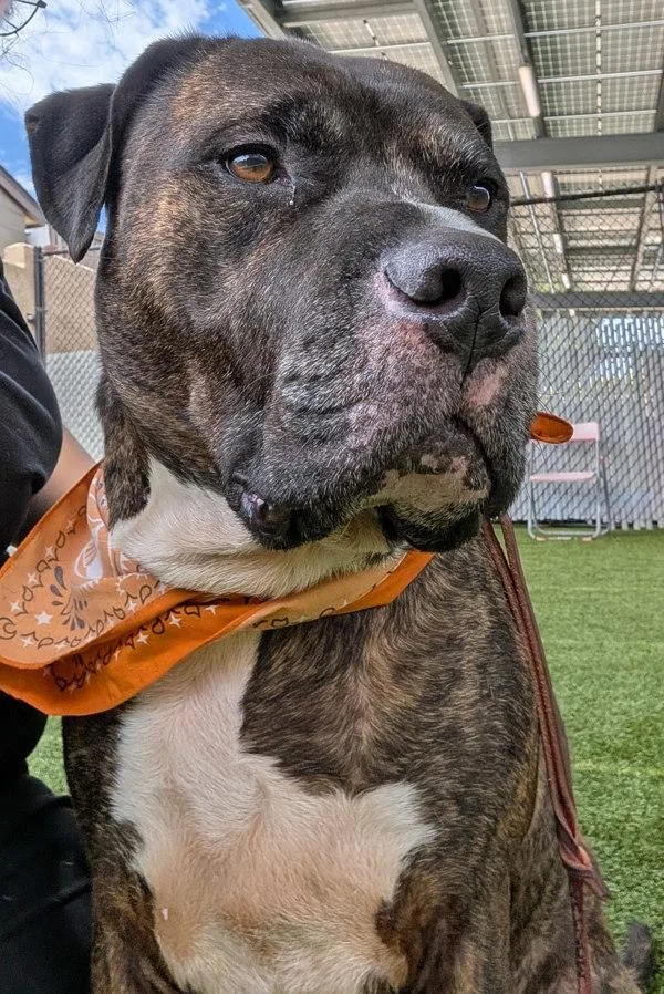 An adult large-sized male Cane Corso dog named Mozart for adoption in San Diego, CA