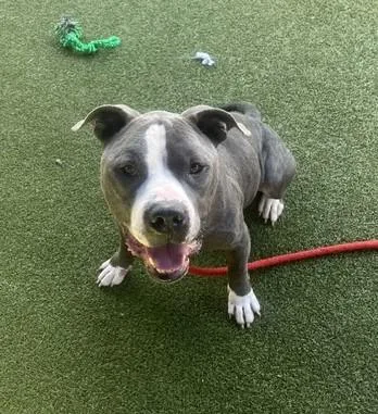 An adult large-sized male Terrier dog named Big Dude for adoption in Olivette, MO