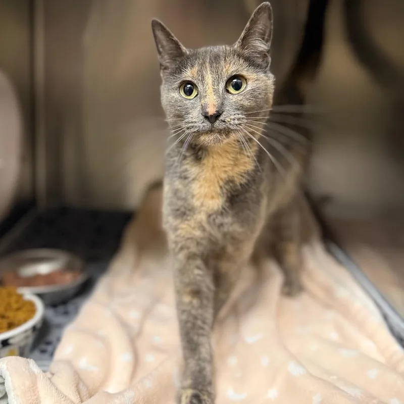 Josephine thumbnail 2