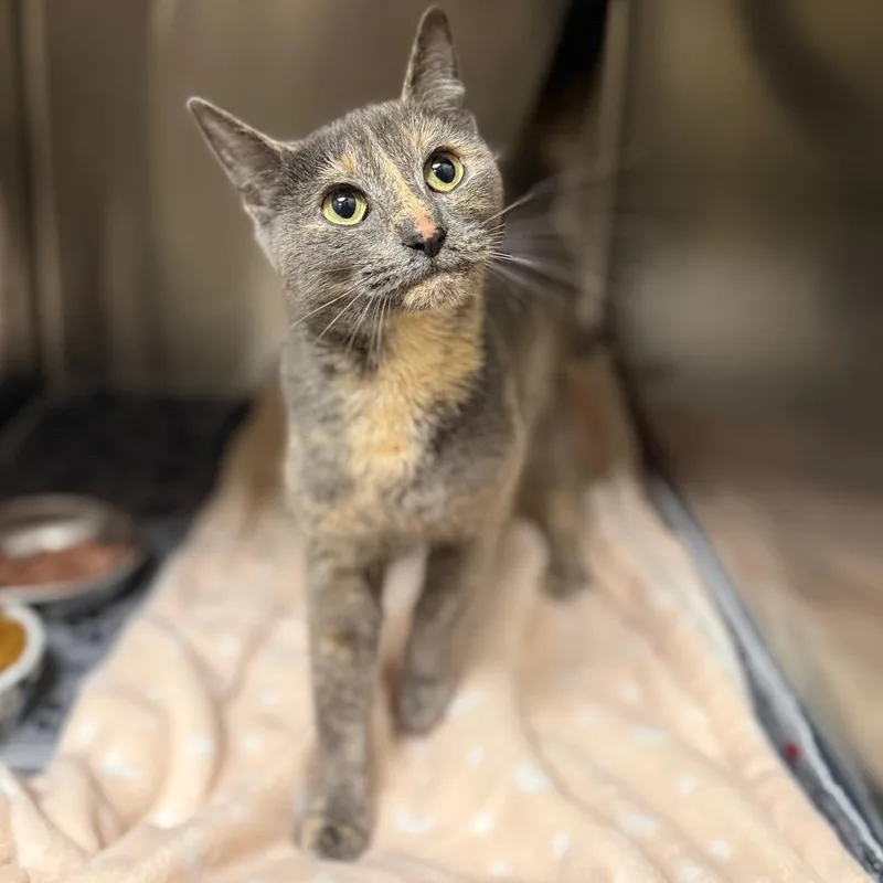 Josephine thumbnail 3