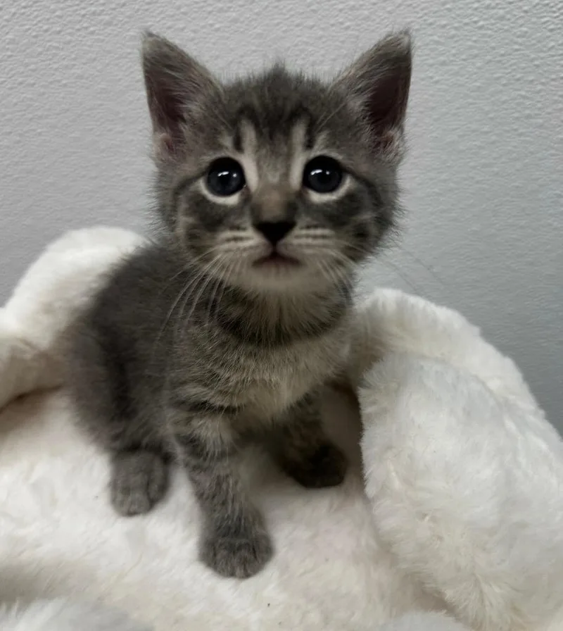 A baby medium-sized female Domestic Short Hair cat named Witney for adoption in Little Rock, AR