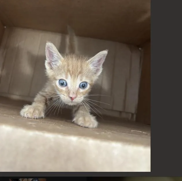 A baby medium-sized female Domestic Short Hair cat named Denny for adoption in Dallas, TX