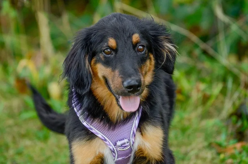 An adult medium-sized male Australian Shepherd dog named Ray for adoption in Brick, NJ