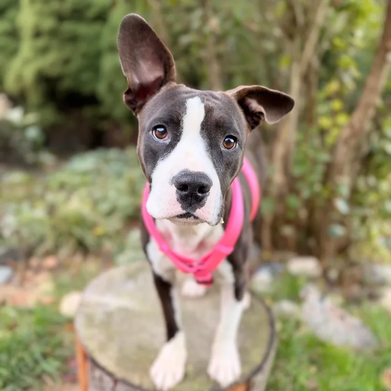 An adult medium-sized female Black Pit Bull Terrier dog named Cali for adoption in Bellingham, WA