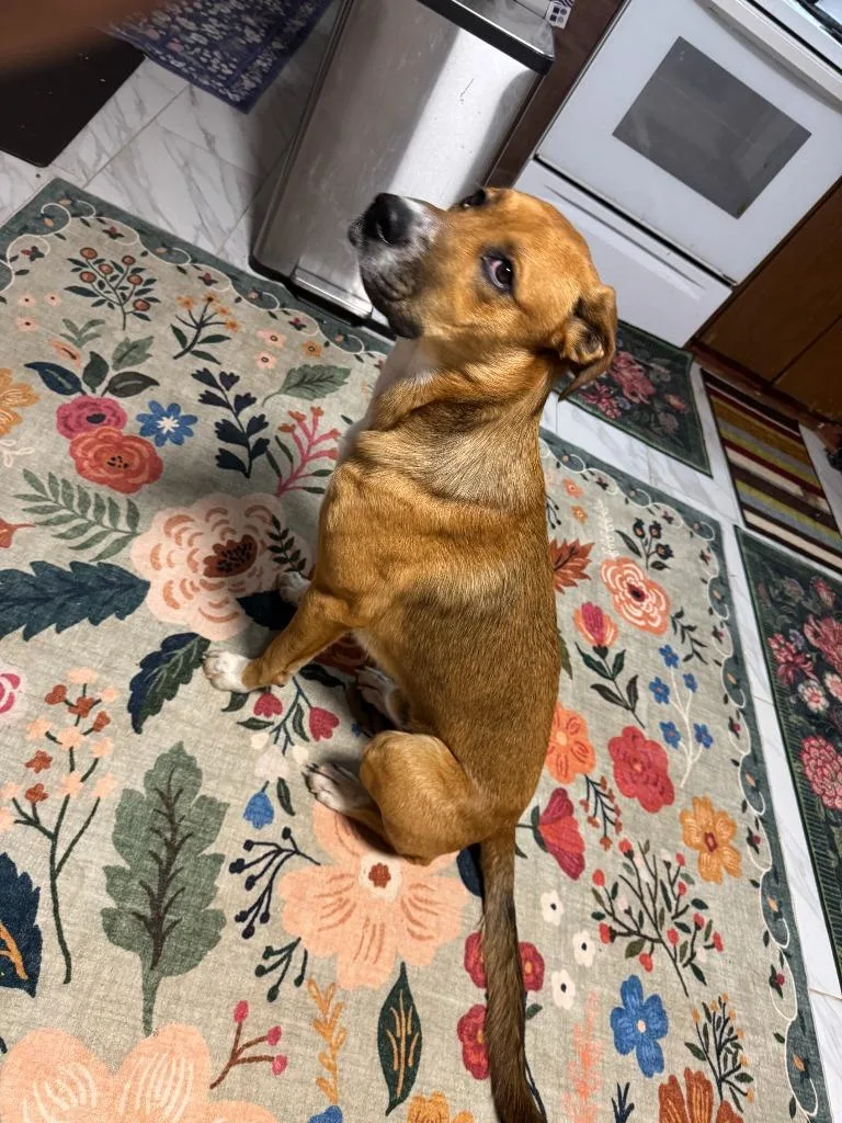 A young medium-sized male Boxer dog named Pebbles for adoption in Mustang, OK