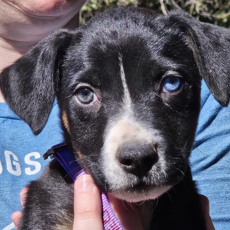 A baby small-sized male German Shepherd Dog dog named Cedar Leo for adoption in Lakewood, CO