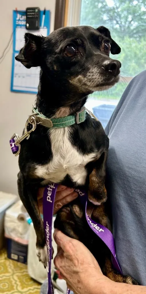 Chiweenie