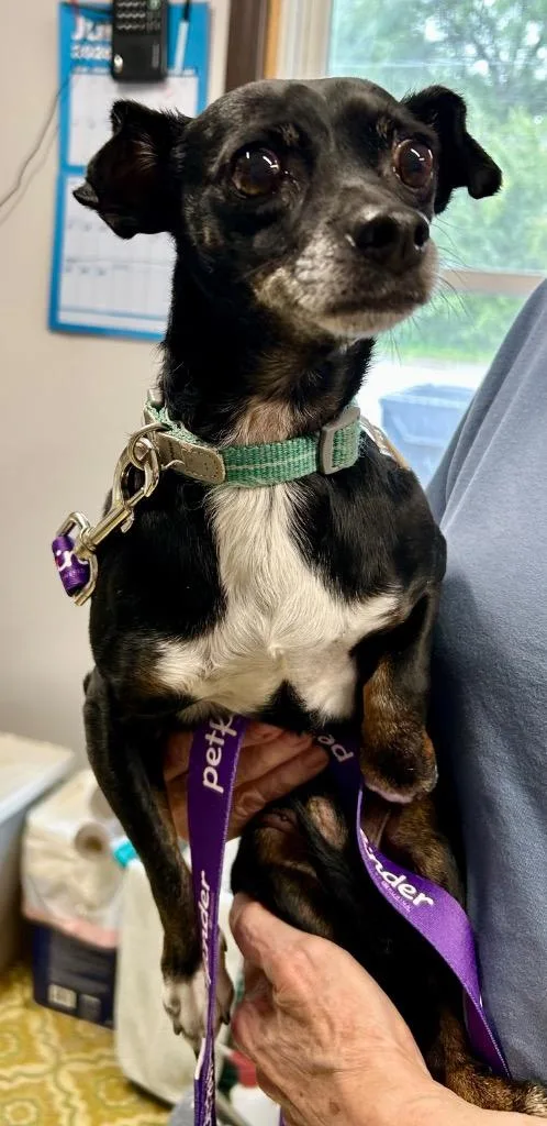 Chiweenie thumbnail 2