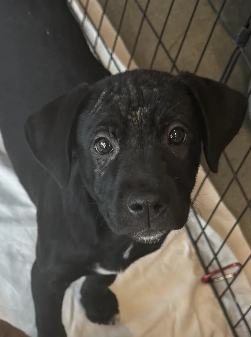 A young medium-sized male Black Labrador Retriever dog named Sable for adoption in Pawleys Island, SC