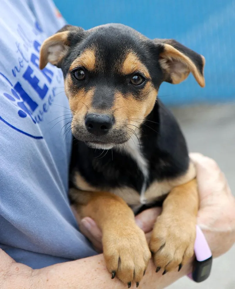 A baby large-sized male Tricolor (Brown, Black, & White) German Shepherd Dog dog named Anthony for adoption in Kansas City, KS