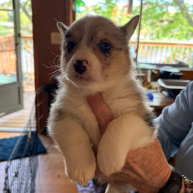 Milo