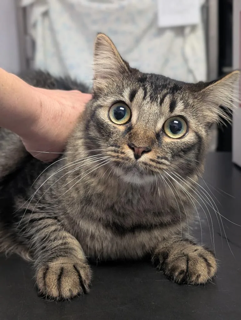 A baby medium-sized female Domestic Short Hair cat named Maple for adoption in New Braunfels, TX