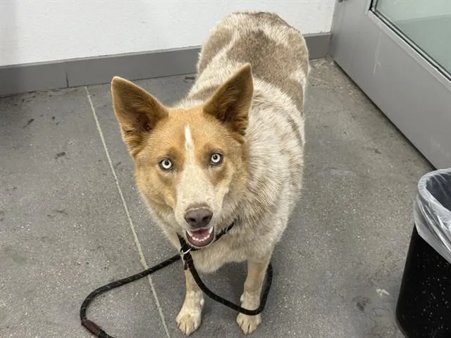 A young large-sized male Australian Cattle Dog / Blue Heeler dog named Maverick for adoption in Mesa, AZ