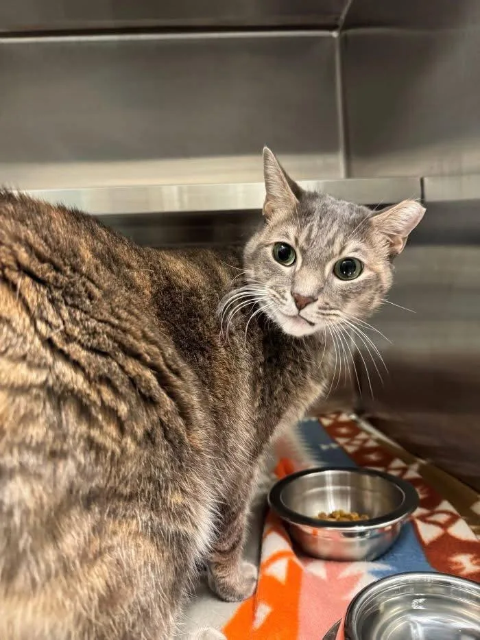 An adult medium-sized female Dilute Tortoiseshell cat named Maudie for adoption in Hilton Head Island, SC