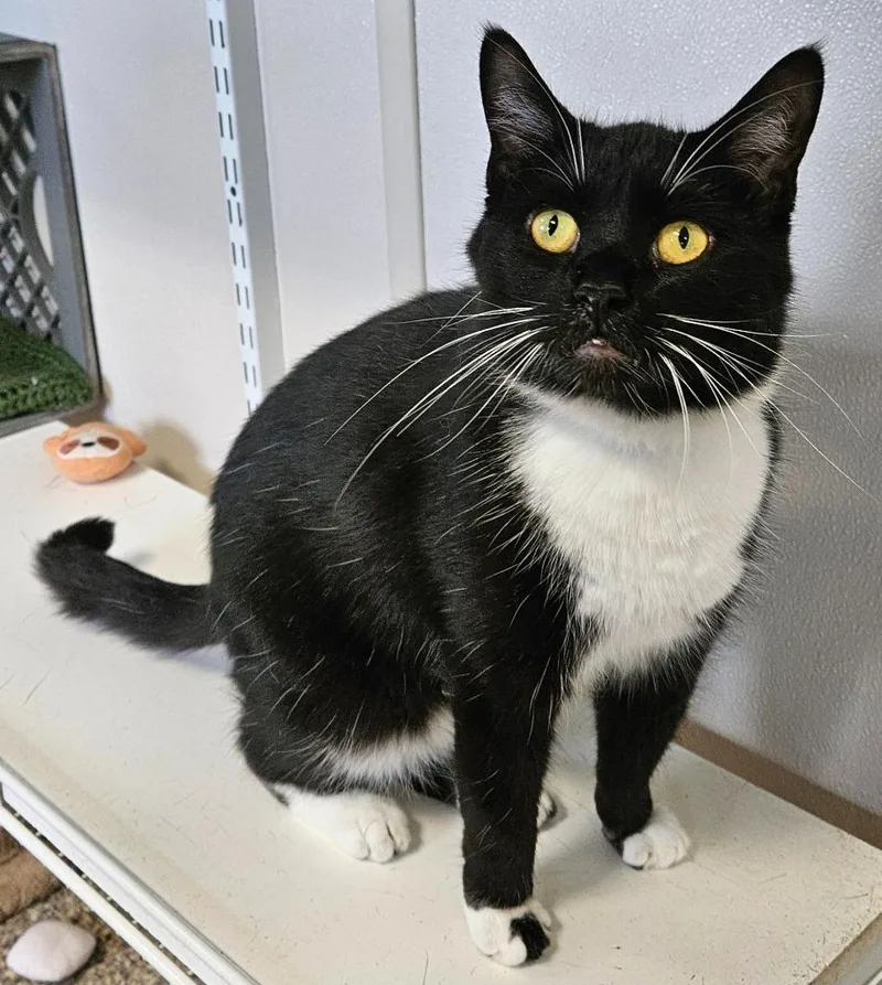 An adult small-sized male Domestic Short Hair cat named Bones for adoption in Fremont, OH
