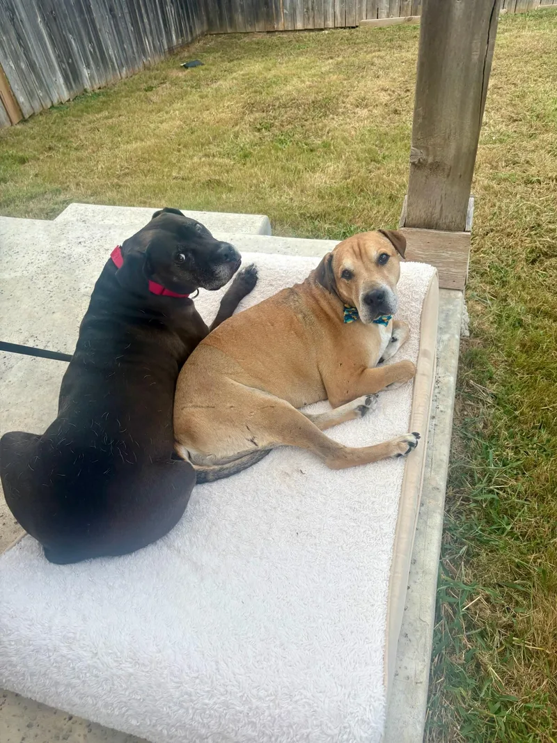An adult medium-sized male Mixed Breed dog named Bartholomew for adoption in Houston, TX