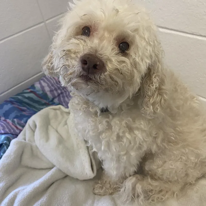 A senior small-sized male White / Cream Cockapoo dog named Chance for adoption in Spruce Pine, NC